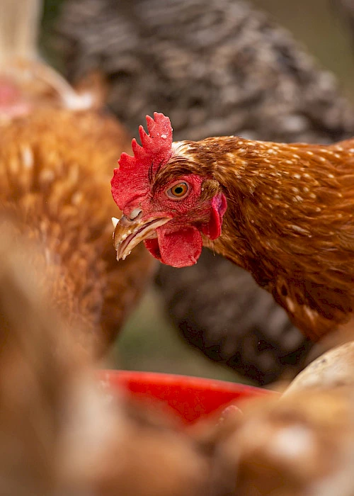 Uncovering the molecular effects of a livestock feed additive