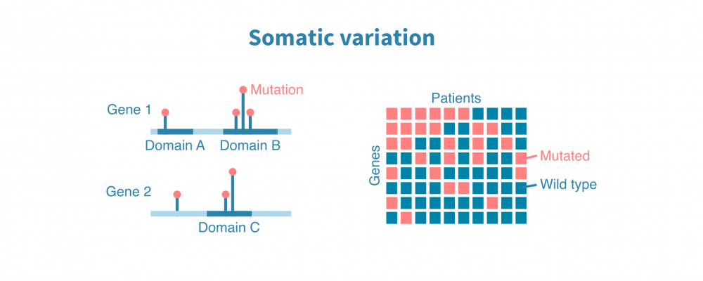 somatic_variation.png