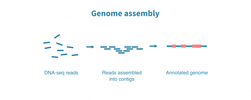 genome_assembly.png