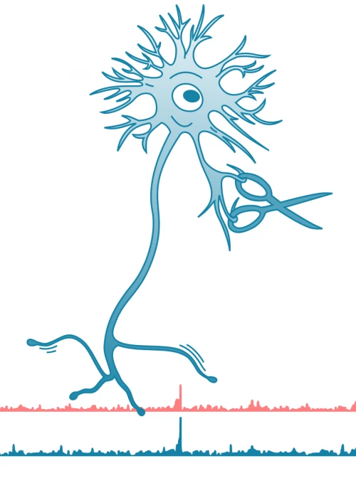 Studying transcription factors in neuronal development with CUT&RUN