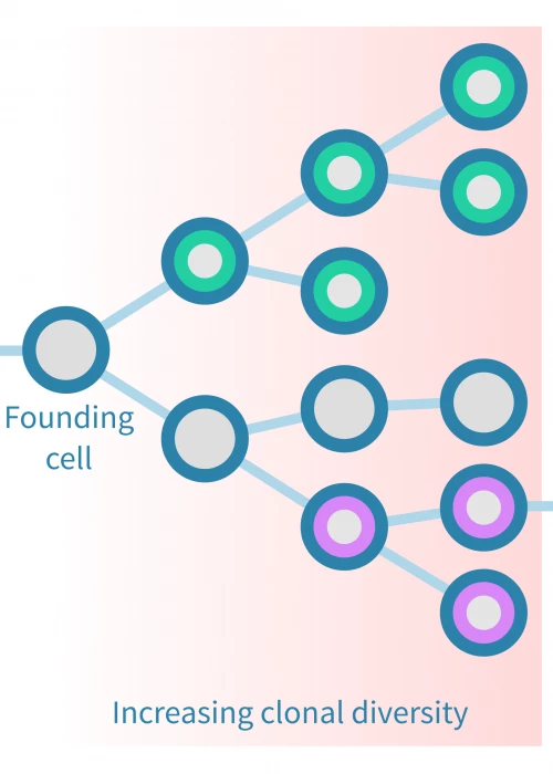 Clonal evolutionary analysis of cancer