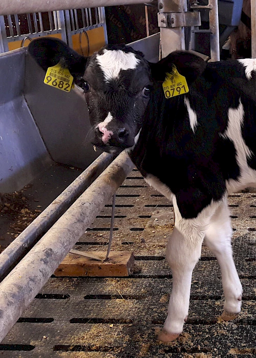 Analysing DNA methylation to study the effects of assisted reproductive technologies in cows