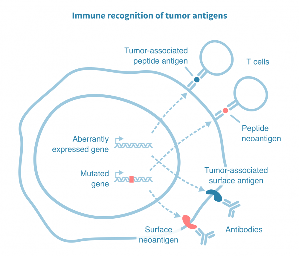 immune_recognition_tumor_antigens.png