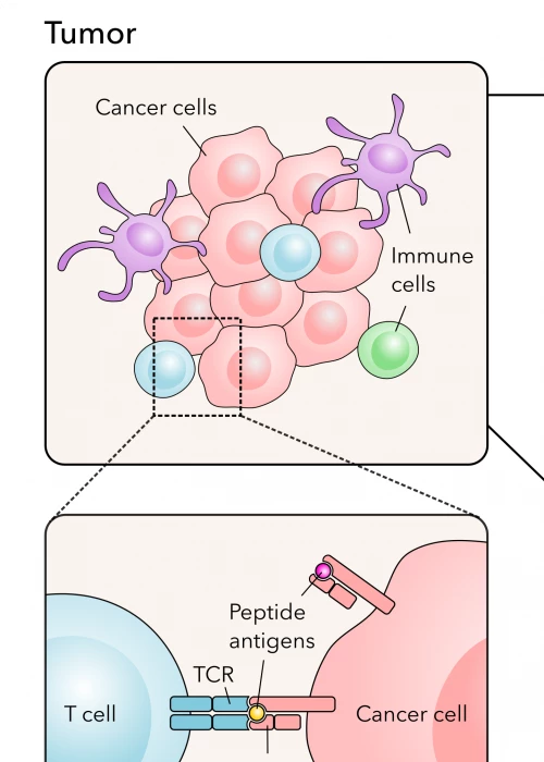 Discovering targets and biomarkers for immunotherapies