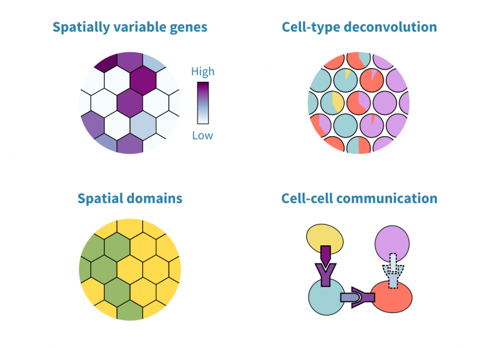 spatial_transcriptomics_data_analysis.png