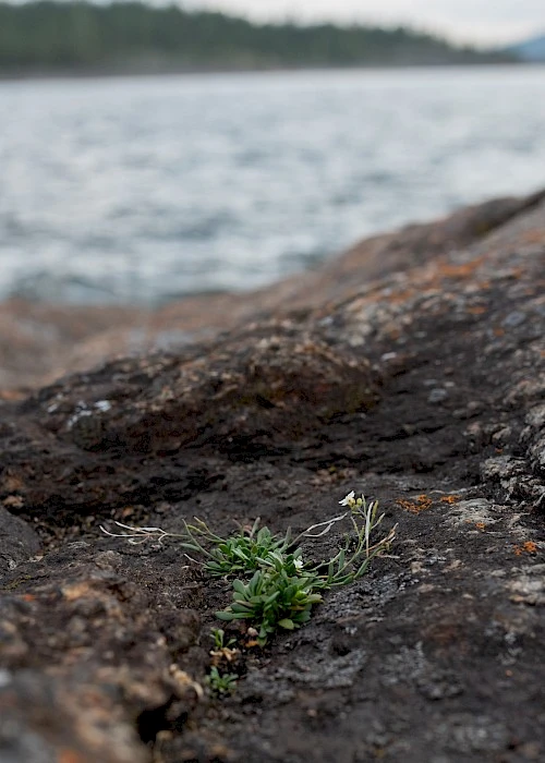 Advancing Plant Adaptation Research Through Collaborative Bioinformatics